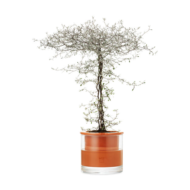 Never Kill Another Plant With These MoMA-Approved Self-Watering Pots ...