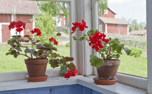 Best Sun-Loving Houseplants | 5 Windowsill Choices