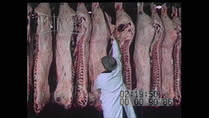 Reel #: 9086 Labor Meat plant operators, United States Department of Agriculture (USDA) inspectors rolling the USA label onto slabs of meat hanging on hooks.