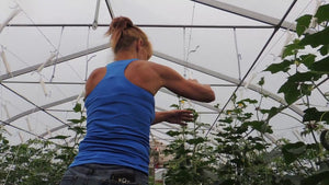 A look at how we Drop, Lean and Loop our Cucumber plants in a Double Rowed Bed.