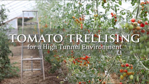 URI Agricultural Extension Agent, Andy Radin, discusses a tomato trellising system for us in a high tunnel environment