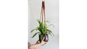 shop here or also on Amazon: www.baserootsshop.com/planthanger MODERN & MINIMALIST PLANT HANGER - Contemporary, stylish alternative to cotton ...