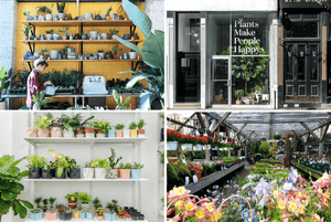 The 10 best plant shops in NYC