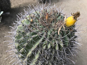 We’ve been traveling through the sunbelt, from Florida to California, for the past several months and have had the delightful experience of seeing many types of cacti and desert plants in their natural setting.