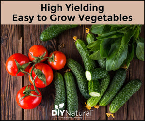 Want to garden BIG in a SMALL space? These 4 easy vegetables to grow are perfect