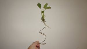 Plant holder of wire hanger for aquarium by Michael Langerman (4 years ago)