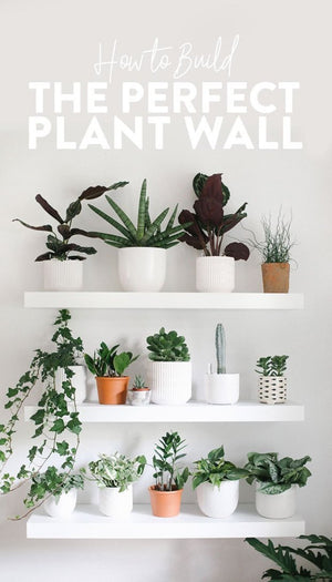 Wonderful Plant Wall Shelf