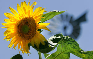 How to figure out which pest is eating the sunflowers