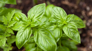 5 Ways to Preserve Fresh Basil So You Can Enjoy it All Year Long
