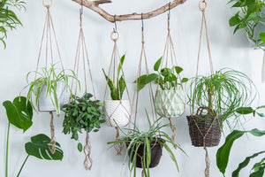 A Beginner’s Guide to Hanging Indoor Plants Like an Expert