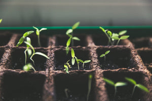 Seed Starting Supplies and Set Up: Trays, Grow Lights, Heat Mats, and More