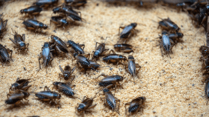 How to Make Money with a Cricket Farm