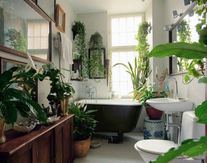 Best Plants That Suit Your Bathroom – Fresh Decor Ideas