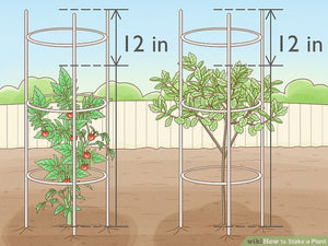 How to Stake a Plant