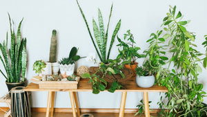How to brighten up your home with plants