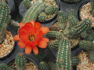 How to Grow & Care for the Peanut Cactus