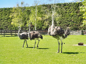 Everything to know about ostriches – and why you don’t want them on your block